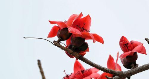 木棉花的花语与寓意（送给特定人群的木棉花意义解读）