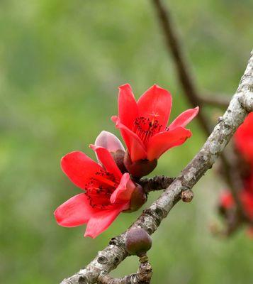 木棉花的花语及寓意（探寻木棉花的美丽与深意）