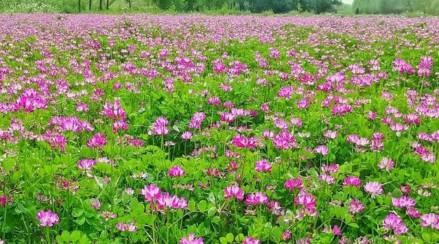 苜蓿花语的深意——探寻爱情、希望与信仰的象征（探秘苜蓿花语）