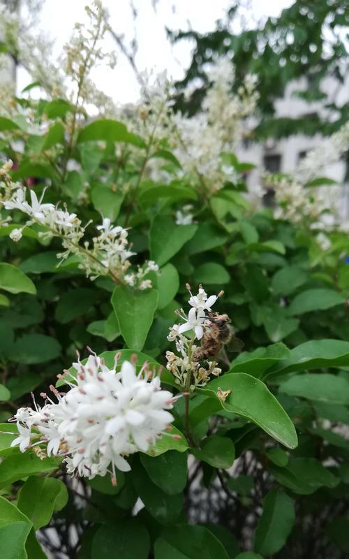 女贞花的花语及文化意义探析（女贞花的花语是什么）