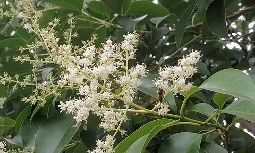 女贞花的花语及文化意义探析（女贞花的花语是什么）