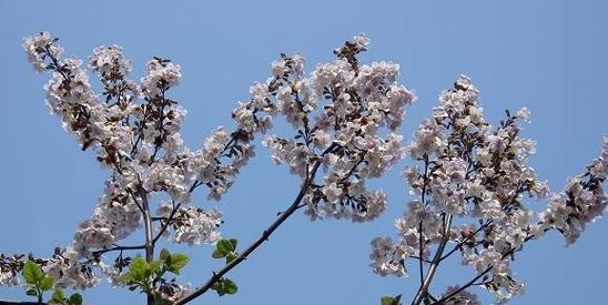 《泡桐花的花语与寓意》（泡桐花的美丽与象征）