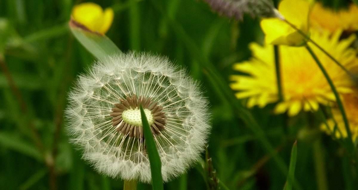 蒲公英花的花语与象征意义（探寻蒲公英花的奇妙寓意）