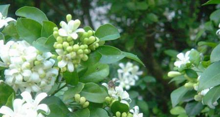 七里香花语的含义与传承（揭开七里香花的神秘面纱）