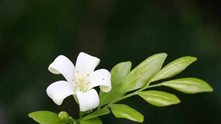 七里香花语的含义与传承（揭开七里香花的神秘面纱）