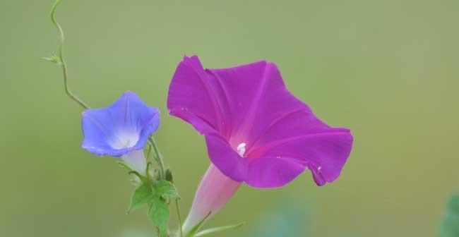 牵牛花的花语与寓意（探索牵牛花的象征意义与美丽）