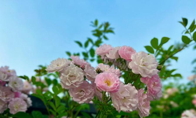 蔷薇花的花语与寓意（美丽的蔷薇花传递着什么）