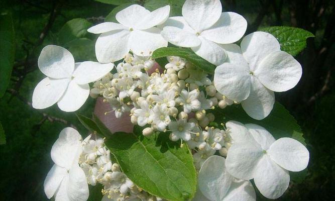 以琼花（以琼花的花语及其深刻内涵）