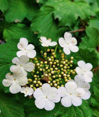 以琼花花语解读（逐梦与奉献——以琼花的力量）