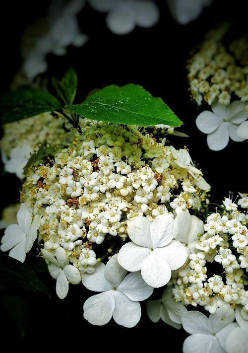 以琼花花语解读（逐梦与奉献——以琼花的力量）