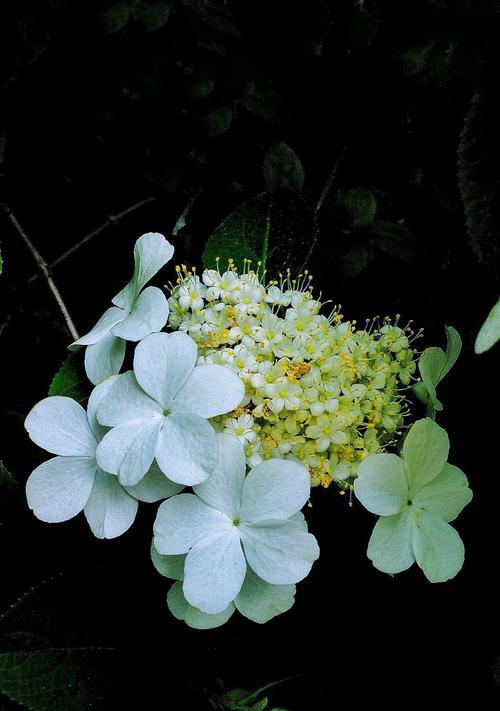 以琼花花语解读（逐梦与奉献——以琼花的力量）