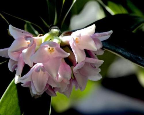 探寻瑞香花的花语之谜（美丽而神秘的瑞香花所传达的意义）