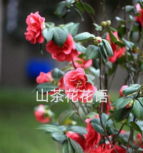 山茶花的花语与代表意义（山茶花的美丽传递着爱）