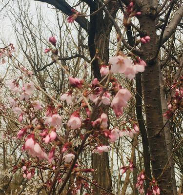 山樱花与西洋樱花（探寻花开之后的深意与情感）