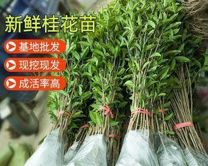 桂花树种植方法是什么（盆栽桂花的养护技巧）