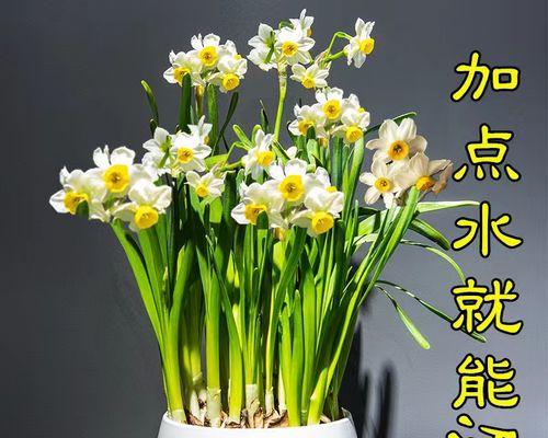 水仙花籽怎么种植（水仙花的种植方法讲解）