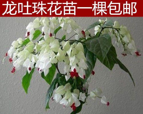 龙吐珠花怎么养（详解龙吐珠养护小妙招）