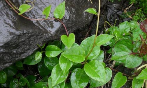 藤三七怎么养殖（藤三七种植技术和栽培管理）