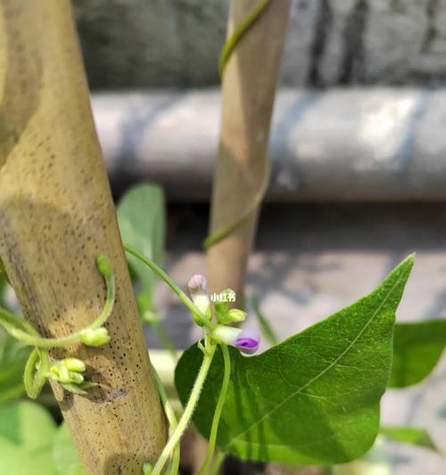 四季豆种子怎么种植（四季豆种植方法和时间）