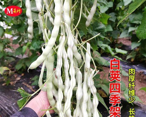 四季豆种子怎么种植（四季豆种植方法和时间）