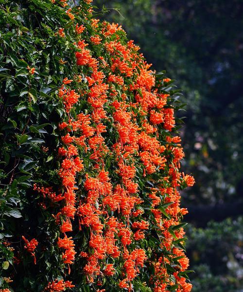 炮仗花几月份开花（有关炮仗花种植方法）