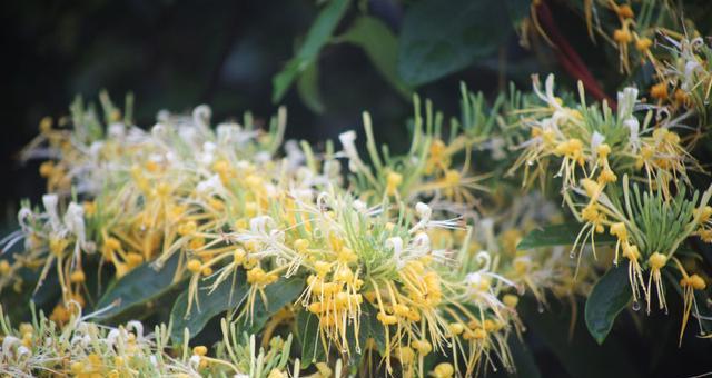 金银花什么时侯开花（关于金银花的开花时间）