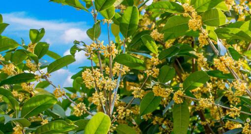 什么时候种桂花树（有关桂花的栽培技术）