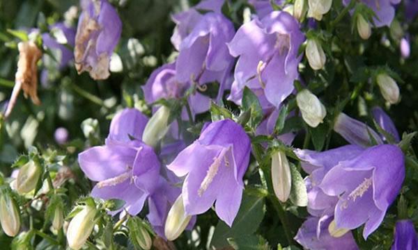 风铃花什么时候开花（关于风铃花的开花时间）