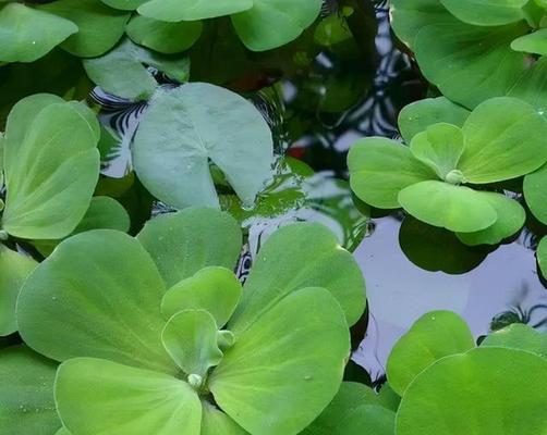 水植物有哪几种（盘点十种常见的水生植物）