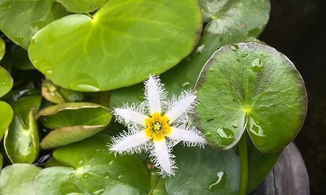 水植物有哪几种（盘点十种常见的水生植物）