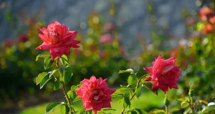 玫瑰花是在夏天开的吗（关于玫瑰花的养护知识）