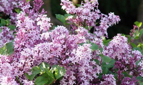 丁香花适合什么地方种植（丁香花种植方法和时间）