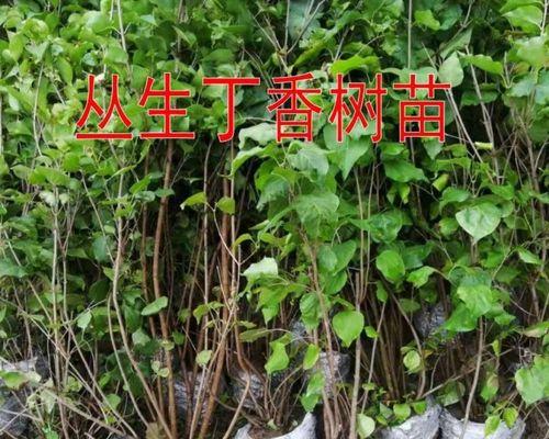 丁香花适合什么地方种植（丁香花种植方法和时间）