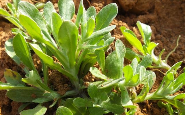 野菜种植时间和方法