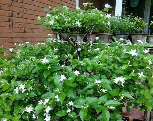 茉莉花期怎么养护（茉莉花盆栽家庭养殖方法）