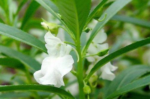 怎么种凤仙花的方法（凤仙花种植技巧）