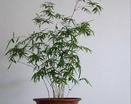 毛竹怎么养才能更旺盛（毛竹的种植方法和管理）