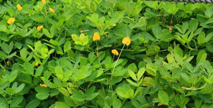 花生怎么种植（花生种植技术与管理）