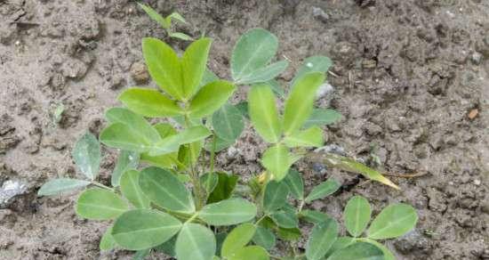 花生怎么种植（花生种植技术与管理）