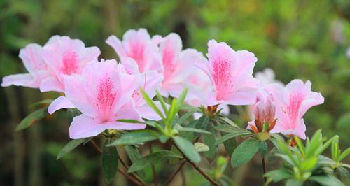 杜鹃花开在什么季节（关于杜鹃花的花期简介）