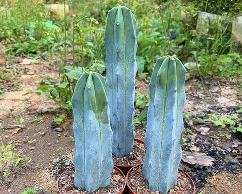 仙人球类植物怎么养（仙人球的养护小窍门）