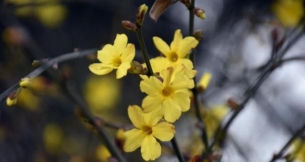 迎春花几年开花结果（有关迎春花的花期时间）