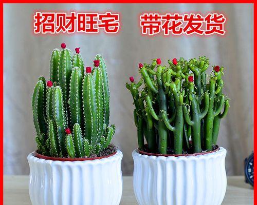 什么植物室内好养又好看（室内适合养的植物排名）