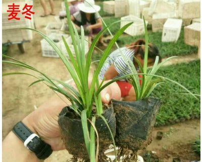 麦冬如何种植才好（麦冬的种植方法和时间）