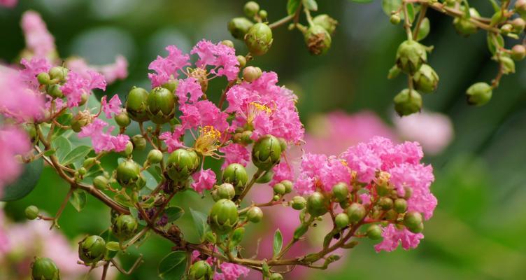 紫薇花好养吗（了解紫薇花的栽培技术）