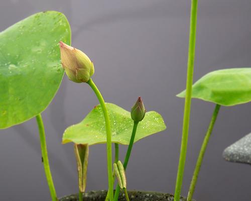 藕怎么种植（详解藕种植时间与方法）