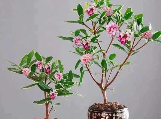 瑞香花怎么养护它才开花（了解瑞香花的养护技巧）