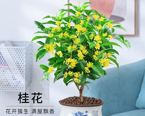 阳台怎么养桂花（详解桂花养护与管理）