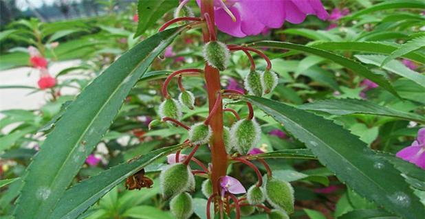 如何种植凤仙花（凤仙花的养殖技巧与注意事项）