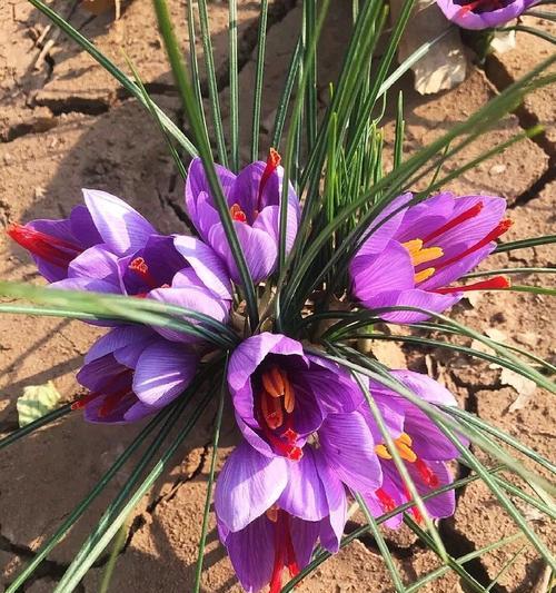 藏红花适合什么时候种植（藏红花种植方法和时间）